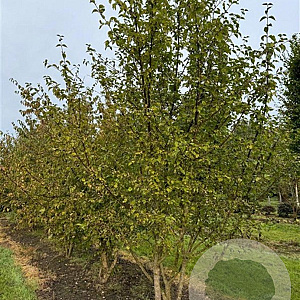 Cornus kousa 200-250 cm draadkluit meerstammig