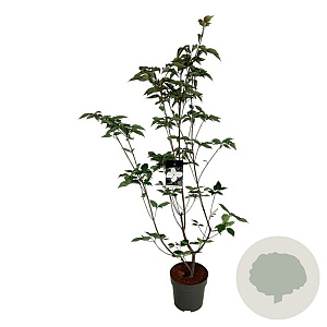 Cornus kousa 'Venus' 150-175 cm 15L