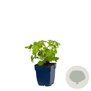 Aquilegia 'Biedermeier' GM  P11