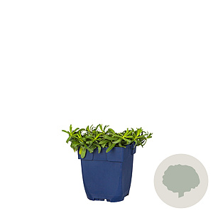 Aster ericoides 'Snowflurry' GM  P11