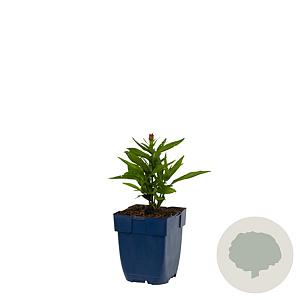 Aster 'Neron' GM  P11