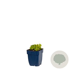 Campanula 'Dickson's Gold' GM  P11