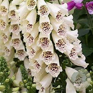 Digitalis purp. 'Hanabee White' GM  P11