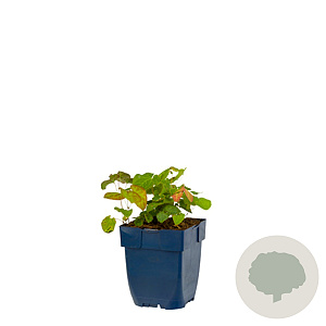 Epimedium versic. 'Sulphureum' GM  P11