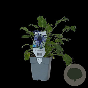Eryngium bourgatii 'Pen Blue' GM  P11