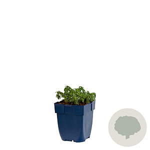 Helianthemum 'Golden Queen' GM  P11