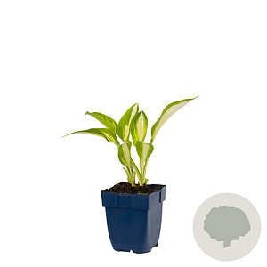 Hosta 'Night Before Christmas' GM  P11