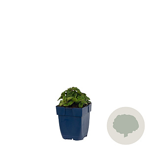 Origanum 'Rosenkuppel' GM  P11