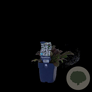 Penstemon 'Onyx and Pearls' GM  P11