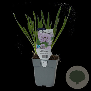 Allium 'Summer Beauty' GM  P11