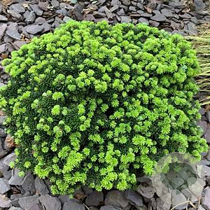 Abies k. 'Brillant' 20-25 cm