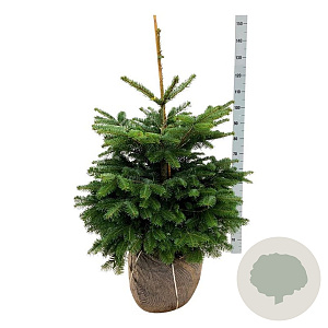 Abies nordmanniana 80-100 cm met kluit extra