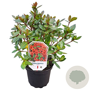 Azalea (J) 'Ageeth' 20-25 cm 2,0L