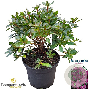 Azalea (J) 'Konigstein' 20-25 cm 2,0L