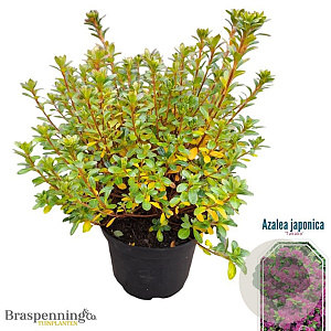 Azalea (J) 'Takako' 25-30 cm 4,0L