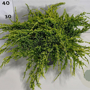 Juniperus squamata 'Holger' 40-50 cm 5,0L