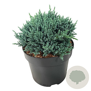 Juniperus squamata 'Tropical Blue' 25-30 cm 6,5L