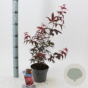 Acer pal. 'Atropurpureum' 30-40 cm 2,0L