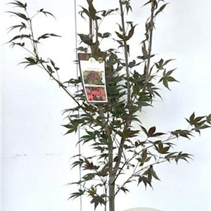 Acer pal. 'Atropurpureum' 80-100 cm 7,5L
