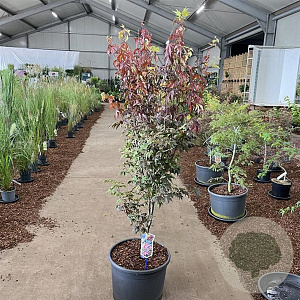 Acer pal. 'Bloodgood' 80-90 cm 35L