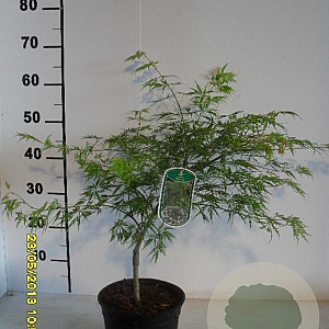 Acer pal. 'Dissectum' 30-40 cm 3,0L