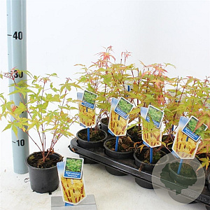 Acer pal. 'Sangokaku' 25-30 cm P10,5
