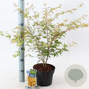 Acer pal. 'Sangokaku' 50-60 cm 3,0L