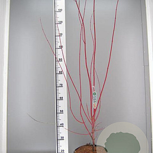 Acer pal. 'Sangokaku' 80-100 cm 7,5L