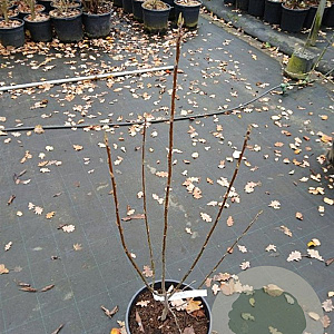 Amelanchier arborea 'Robin Hill' 80-100 cm 15L najaarspotting