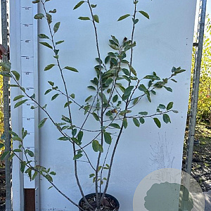 Amelanchier lamarckii 100-125 cm 7,5L solitair