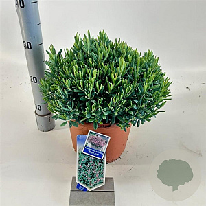 Andromeda polifolia 'Blue Ice' 25-30 cm 5,0L