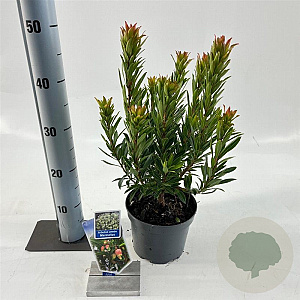 Arbutus unedo Mercurius 20-25 cm 2,0L