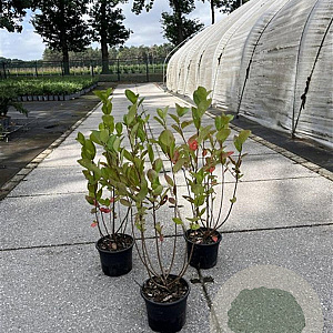 Aronia melanocarpa 40-60 cm 2,0L