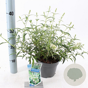 Buddleja Free Petite Snow White 20-25 cm 2,0L