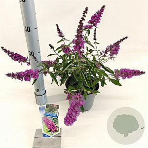 Buddleja Free Petite Tutti Fruitti 20-25 cm 2,0L