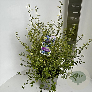 Ceanothus El Dorado 40-50 cm 5,0L
