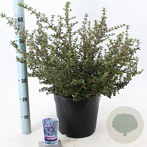 Ceanothus 'Emily Brown' 40-50 cm 10L
