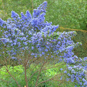 Ceanothus 'Puget Blue' 20-30 cm 2,0L 8-10 tak
