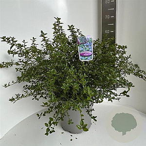 Ceanothus thyrsiflorus repens 40-50 cm 5,0L