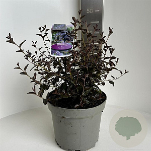 Ceanothus 'Tuxedo' 30-40 cm 5,0L