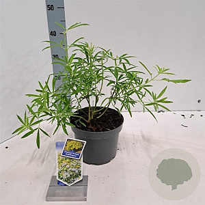 Choisya Goldfingers 25-30 cm 3,0L