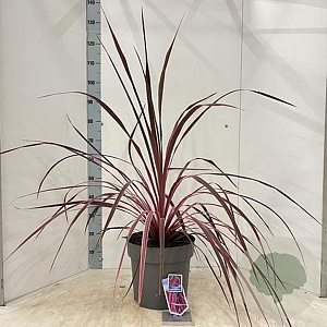 Cordyline Festival Raspberry 70-80 cm 12L
