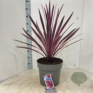 Cordyline 'Paso Doble' 70-80 cm 12L