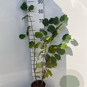 Corylus avellana 60-80 cm 2,0L