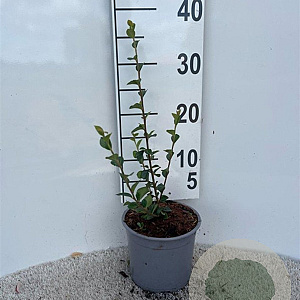 Cotoneaster simonsii plantgoed 2,0L