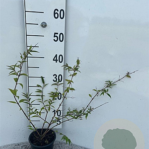 Deutzia rosea 30-40 cm C1.3