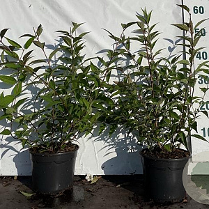 Deutzia rosea 40-60 cm 2,0L