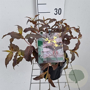 Diervilla splendens 'El Madrigal' 25-30 cm 2,0L