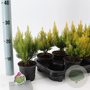 Erica arborea 'Estrella Gold' 10 cm P10,5