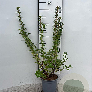 Escallonia 'Apple Blossom' 30-40 cm C1.3